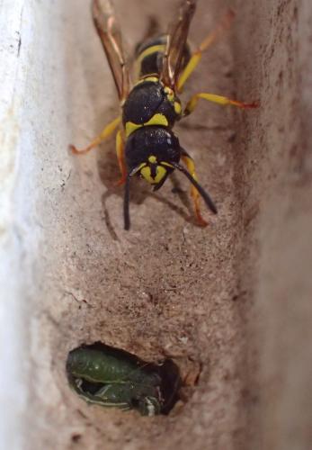Ancistrocerus sp.